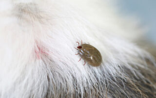 Tick-Borne Diseases